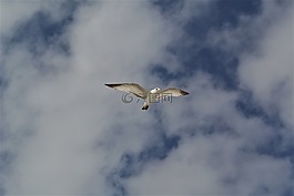 鳥,天空,飆升