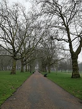 公園,路徑,樹