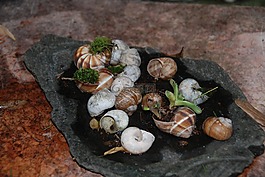 蝸牛,naturdeko,殼