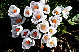 花,自然,季節(jié)
