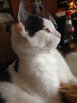 貓,白,寵物