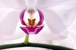 花,蘭花,開花