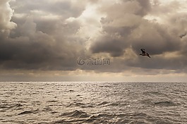鳥,海,天氣