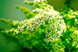 植物,花,自然