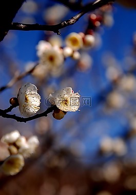 李树林,白,横滨