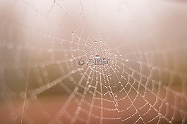 蜘蛛,web,下降