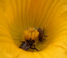 花,夏南瓜,蜜蜂
