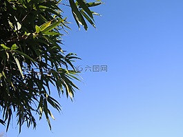 空氣,分支機(jī)構(gòu),樹