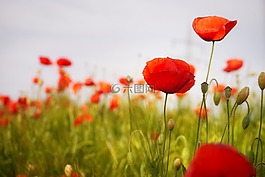罂粟,花,红罂粟