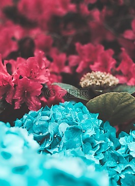 藍色,粉紅色,鮮花