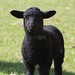 羊肉,羊,原野