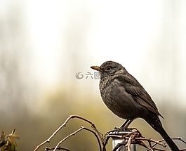 黑鳥,鳥,性質(zhì)