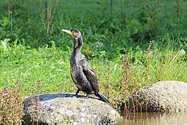 海鳥類,鳥類,鸕鶿