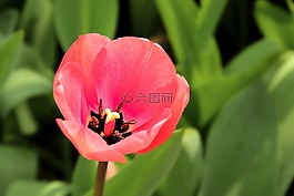 郁金香,tulpenbluete,開花