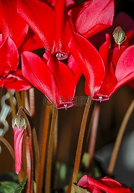 鮮花,紅色,自然