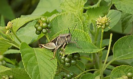 蝗蟲,昆蟲,漿果