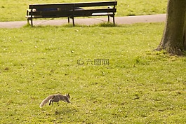 松鼠,公園,野生動物