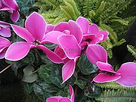 鮮花,塞麗絲,仙客來