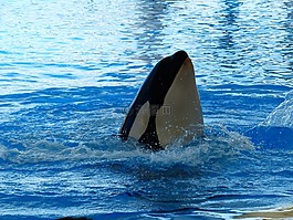 虎鯨,orcinus orca,orka