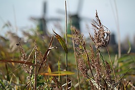草,芦苇,里德