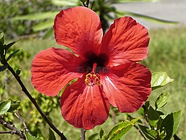 花,性質(zhì),廠