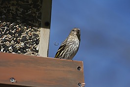 自然,戶外,鳥
