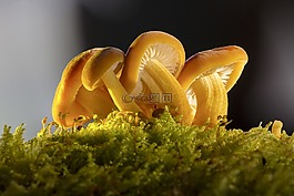 蘑菇,蘑菇組,性質(zhì)