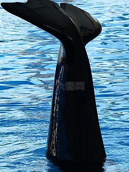 虎鯨,orcinus orca,orka