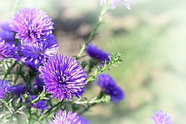 花,花園,紫色