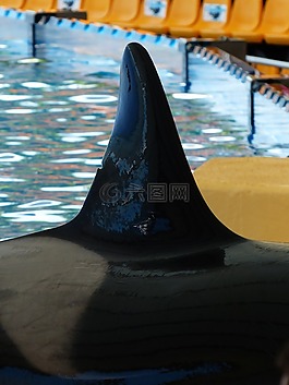 虎鯨,orcinus orca,orka