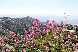 蝴蝶,鮮花,查看