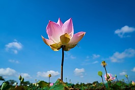 花卉,粉紅色,蓮花