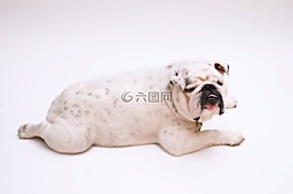 睡眠,懶,牛頭犬