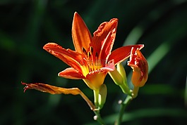 百合,花,橙