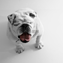 牛頭犬,寵物,狗