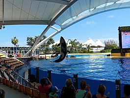 虎鯨,orcinus orca,orka