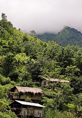 自然,木材,樹(shù)