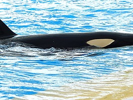 虎鯨,orcinus orca,orka