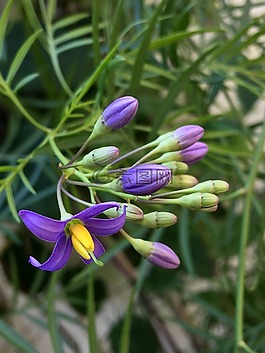 藍(lán)花,春,藍(lán)色