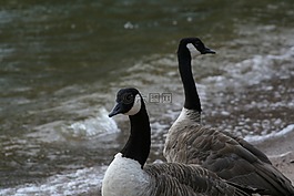 branta 黄花,加拿大鹅,鸟