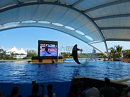 虎鯨,orcinus orca,orka