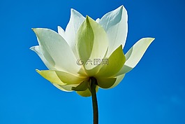 花卉,莲花,白