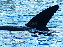 虎鯨,orcinus orca,orka