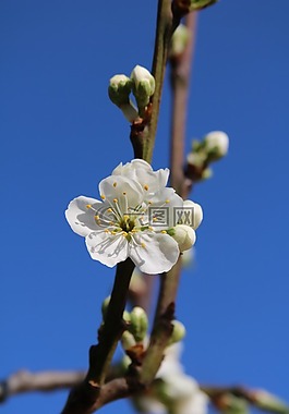開花,梅花,春