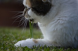 小吃,草,吃