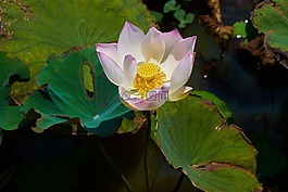 花卉,粉紅色,蓮花