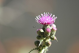 叶,秋天,季节