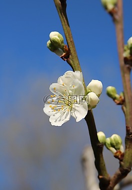 開花,梅花,春
