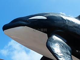 虎鯨,orcinus orca,orka