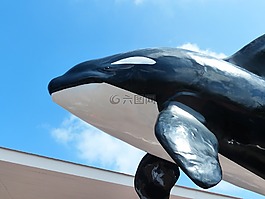 虎鯨,orcinus orca,orka